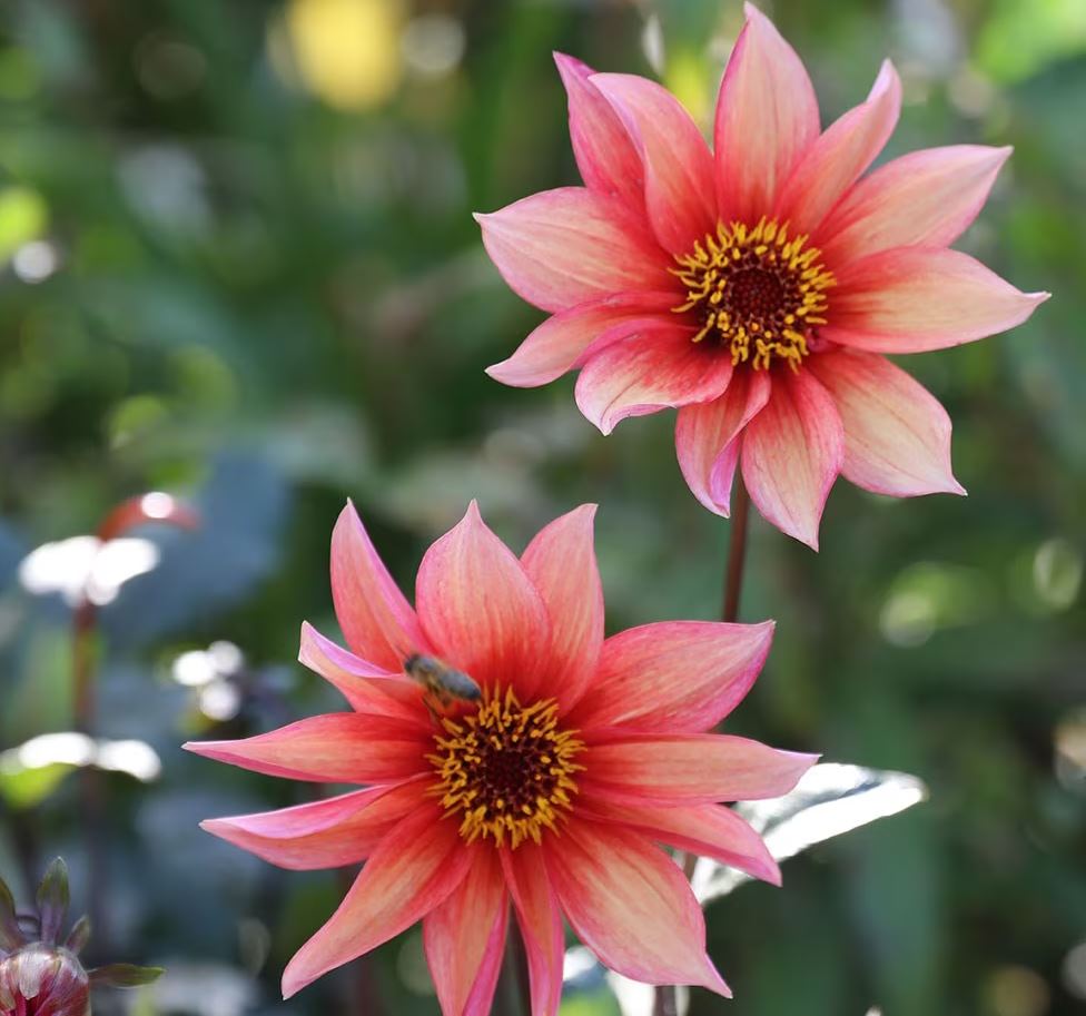 Dahlia Waltzing Matilda Tubers