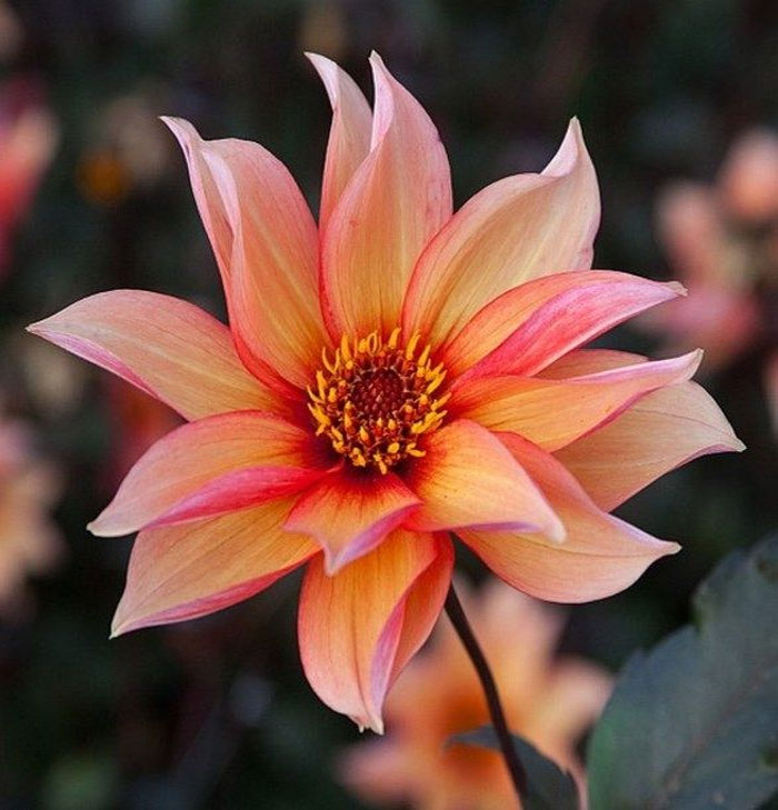 Dahlia Waltzing Matilda Tubers