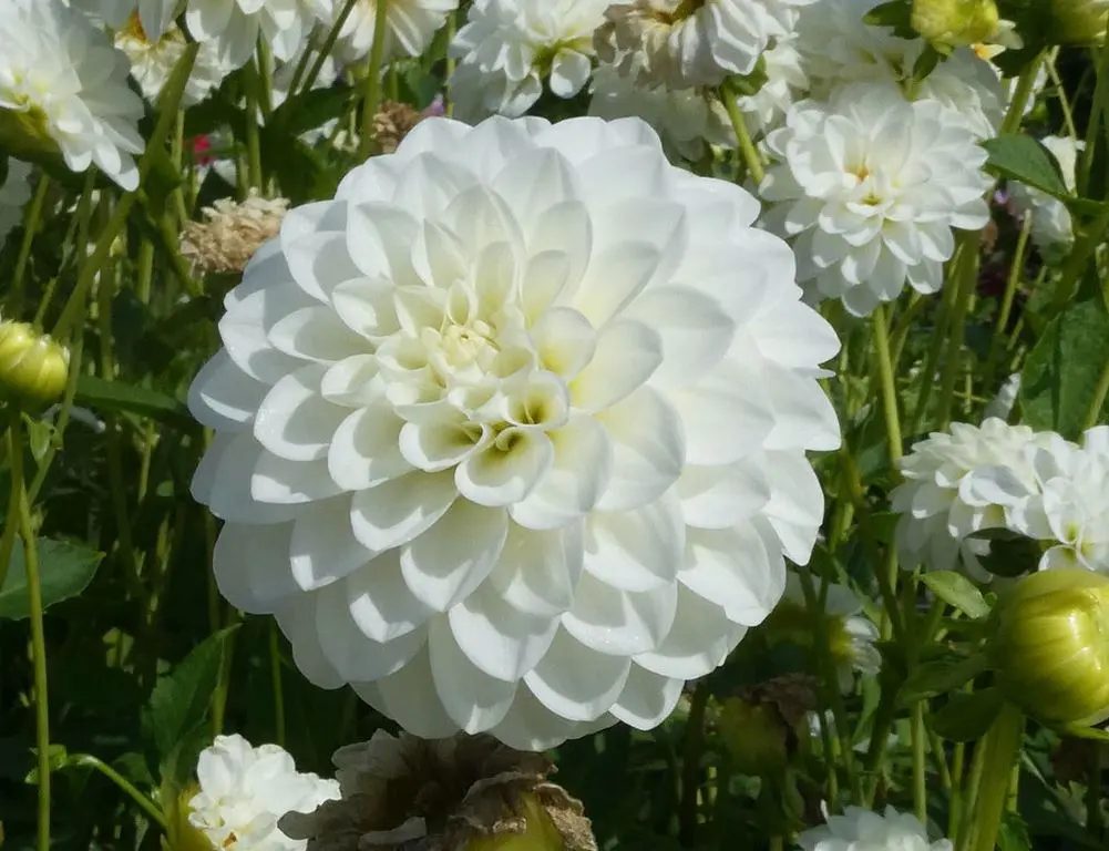 Dahlia White Aster Tubers