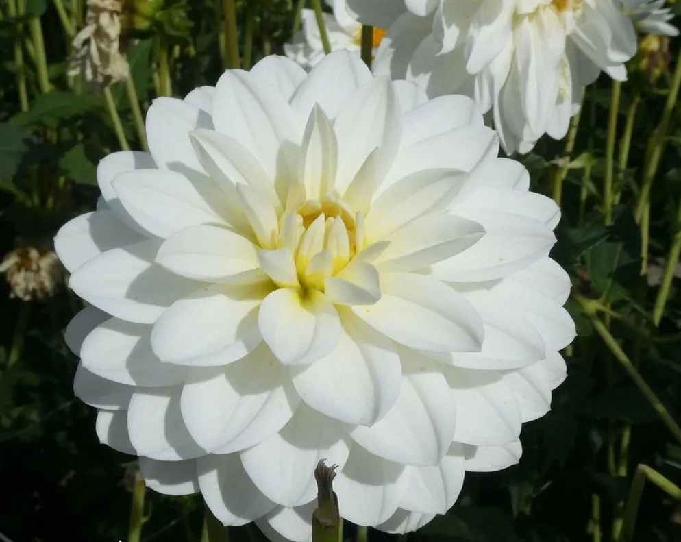 Dahlia White Onesta Tubers