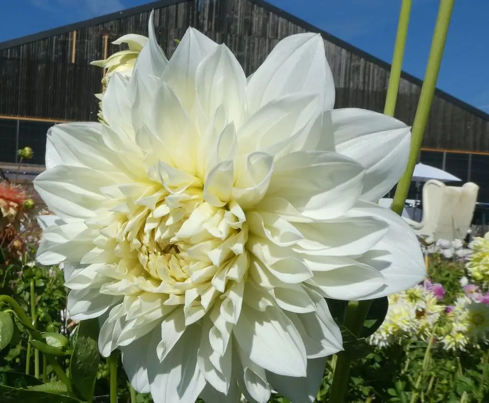 Dahlia White Perfection Tubers