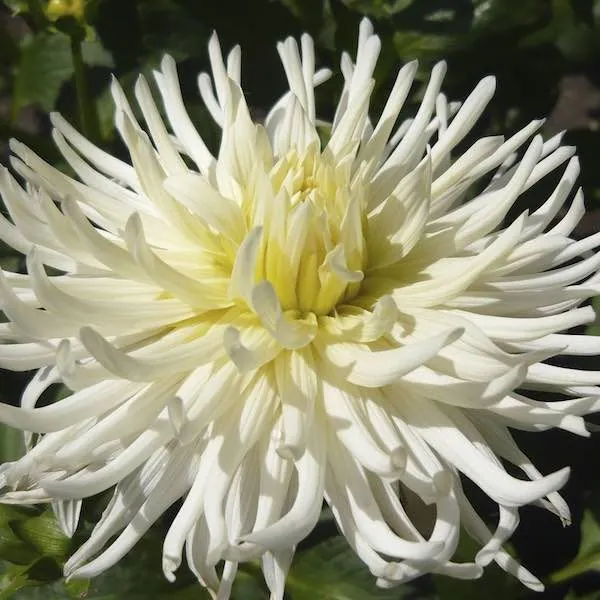 Dahlia White Star Tubers