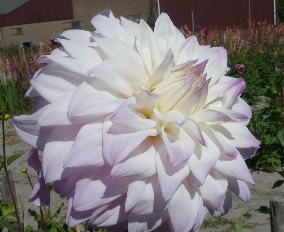 Dahlia Who Me Tubers