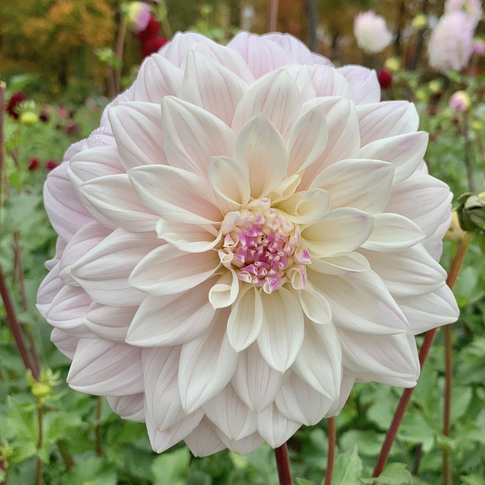 Dahlia Who Me Tubers