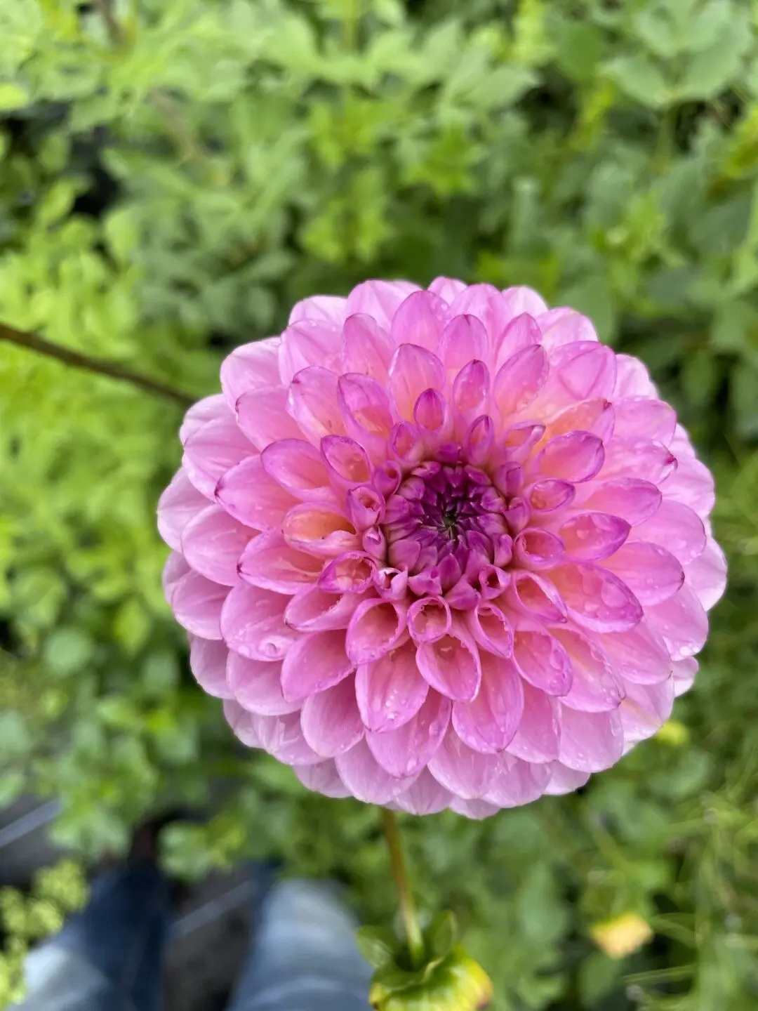 Dahlia Wine Eyed Jill Tubers