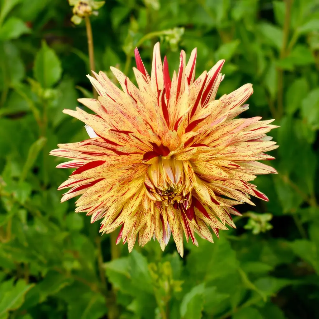 Dahlia Winesome Tubers