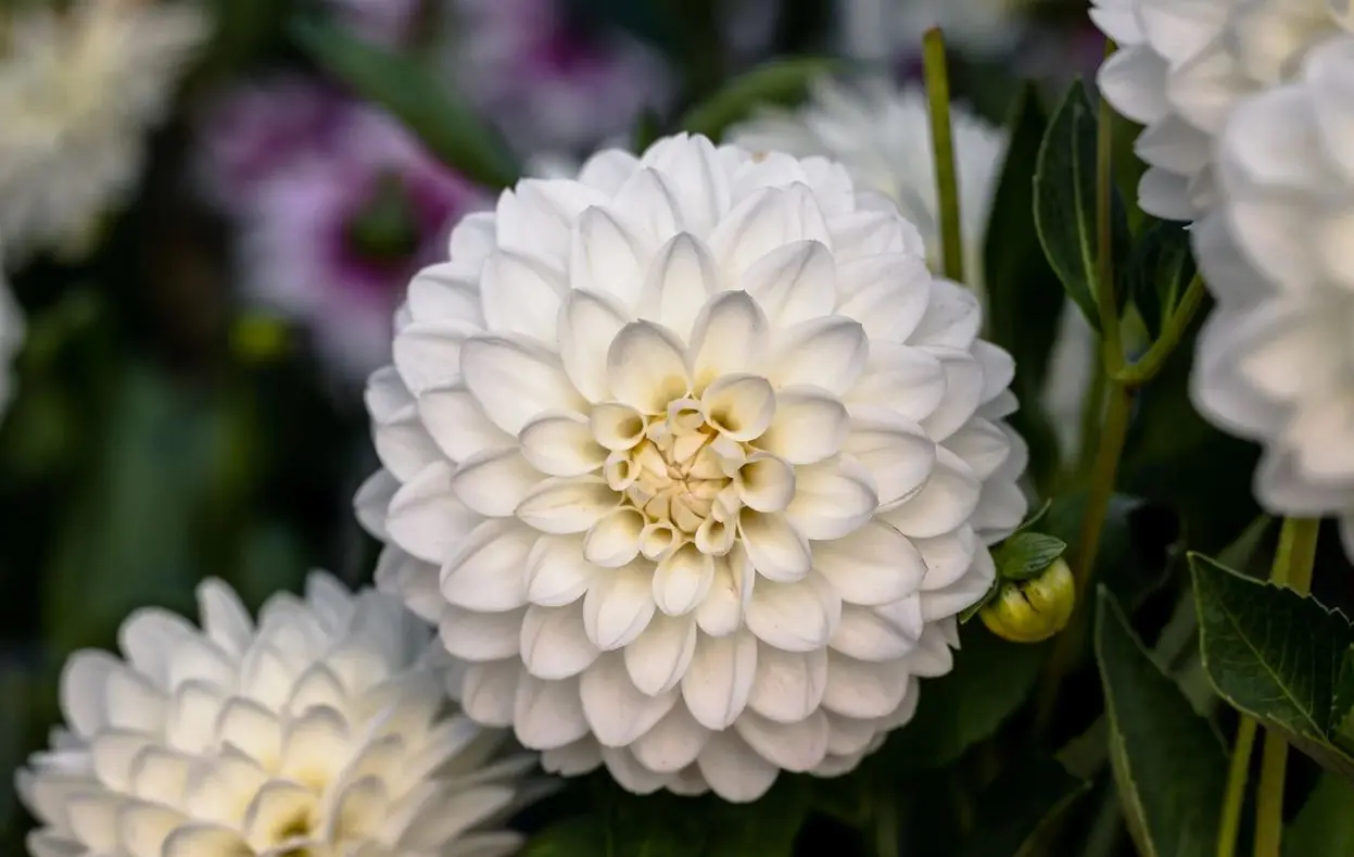 Dahlia Wittem Tubers