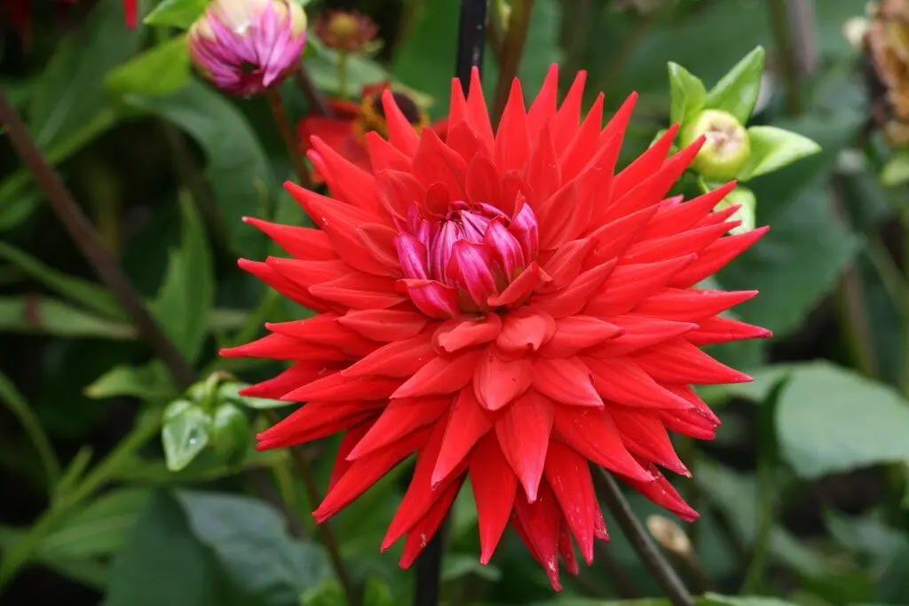 Dahlia Wittemans Best Tubers