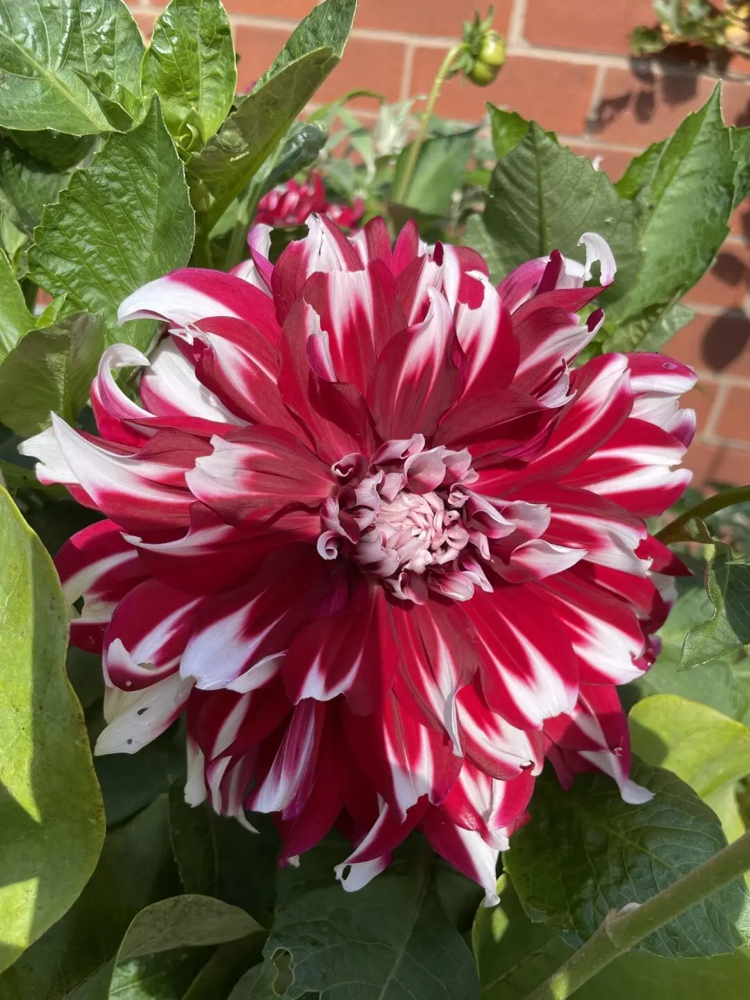 Dahlia X-Factor