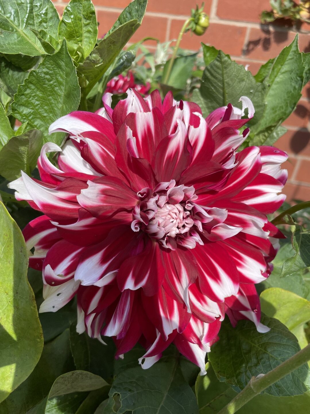 Dahlia X-Factor