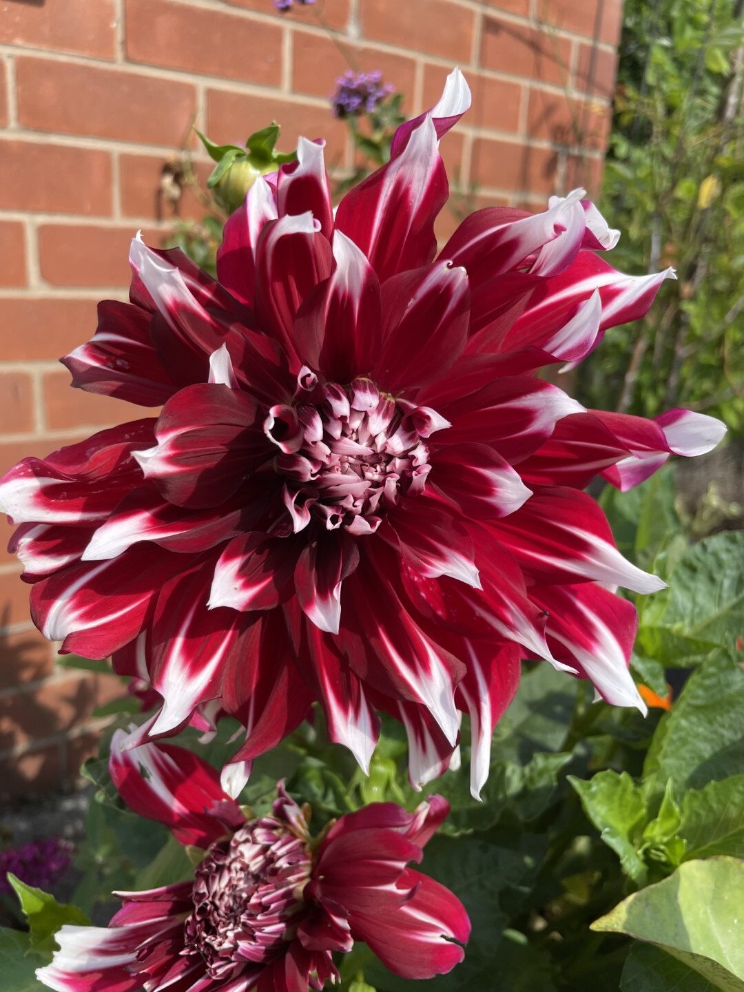 Dahlia X-Factor