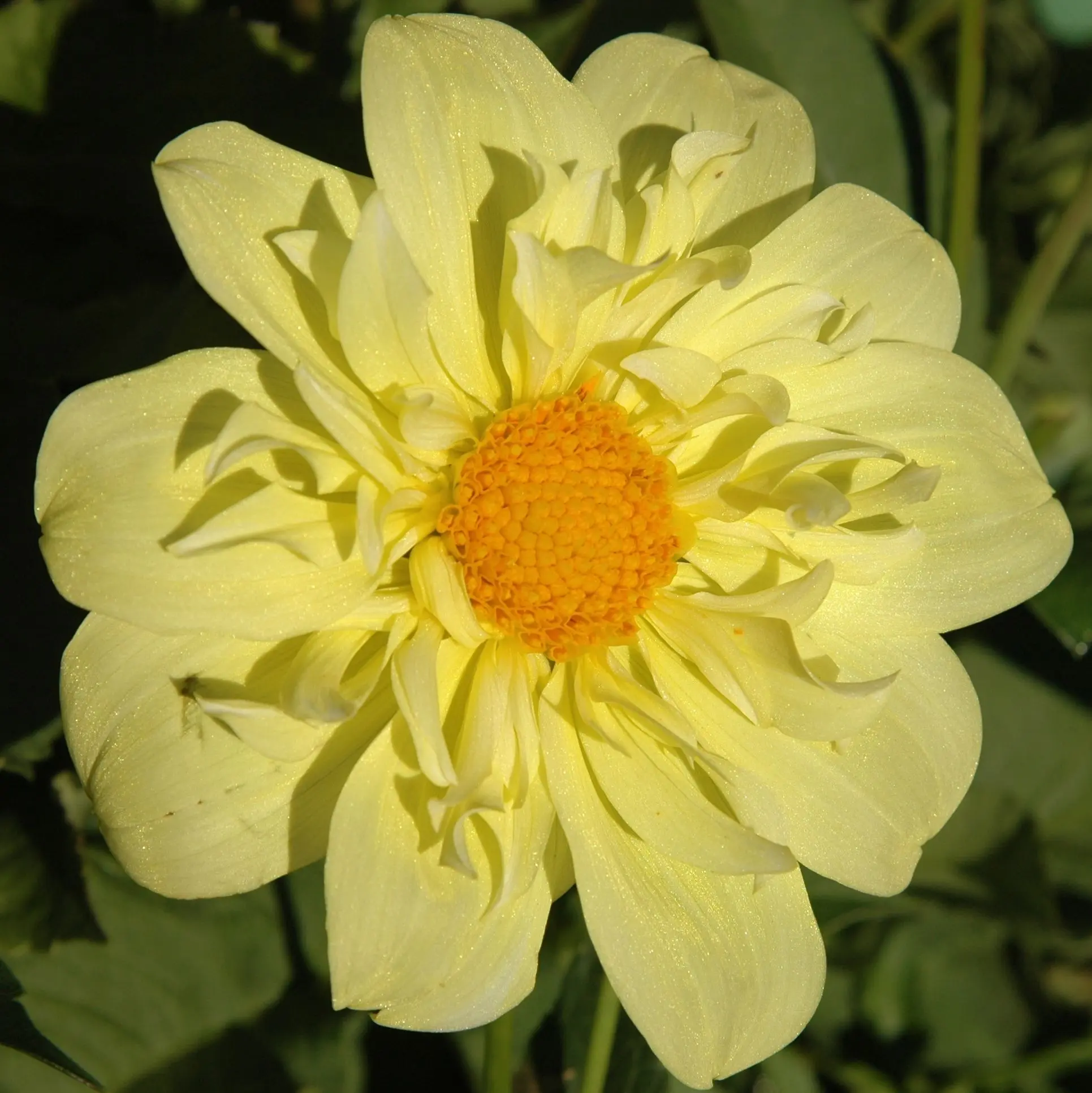 Dahlia Yellow Bird Tubers