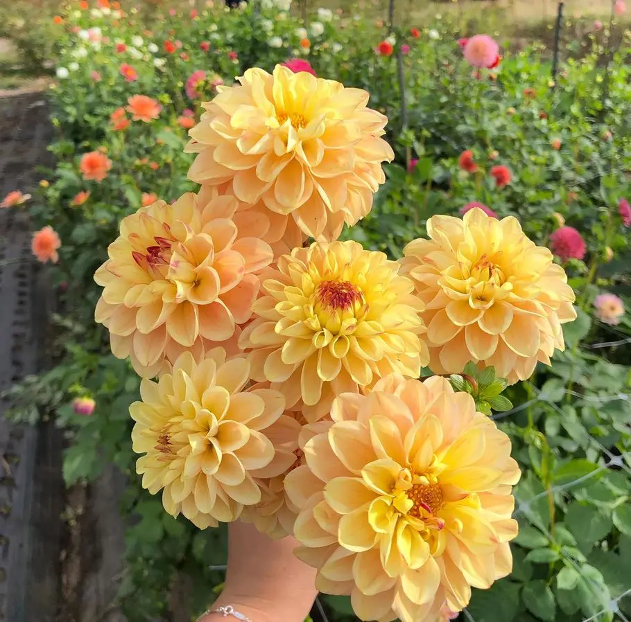 Dahlia Yellow Jill Tubers