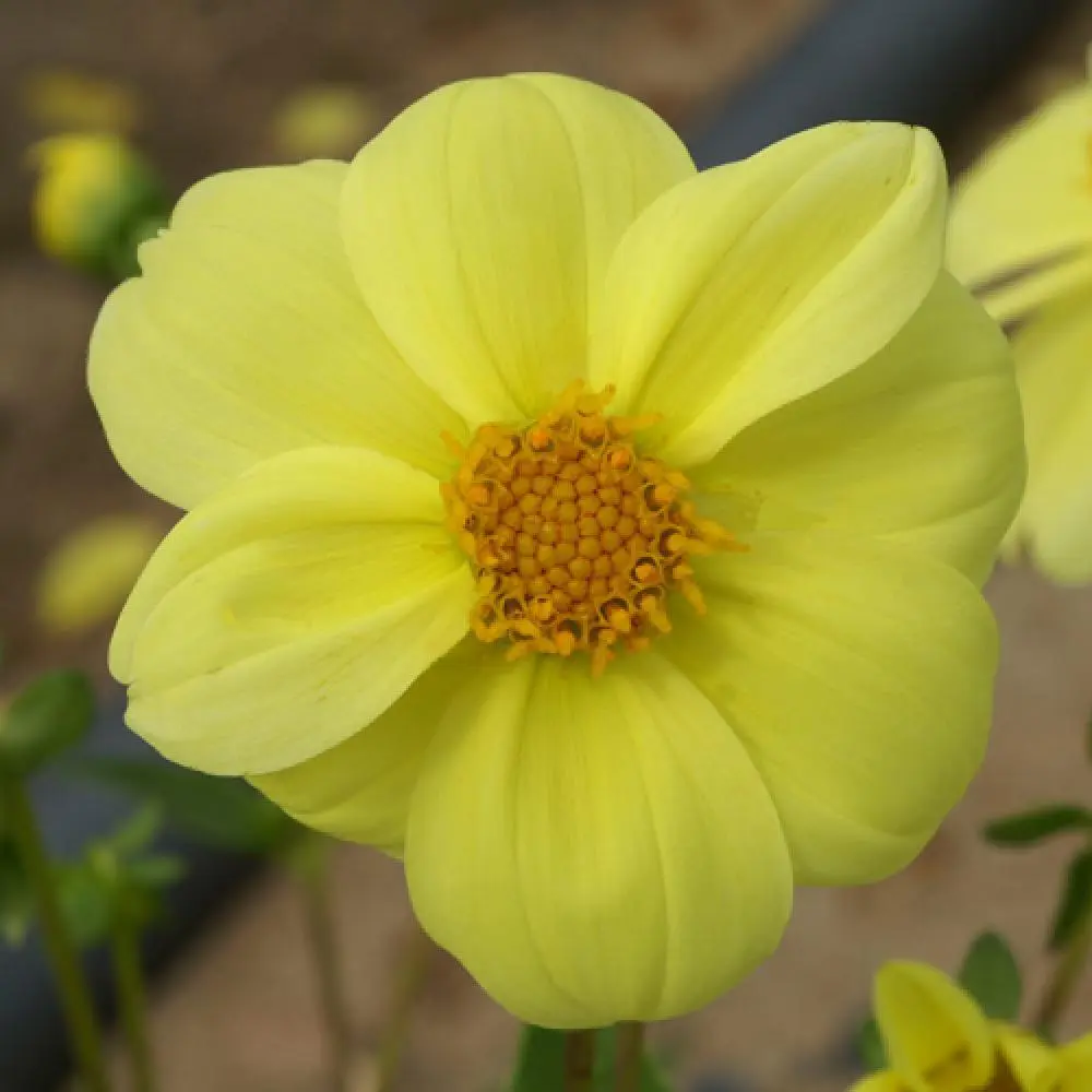 Dahlia Yellow Sneezy Tubers