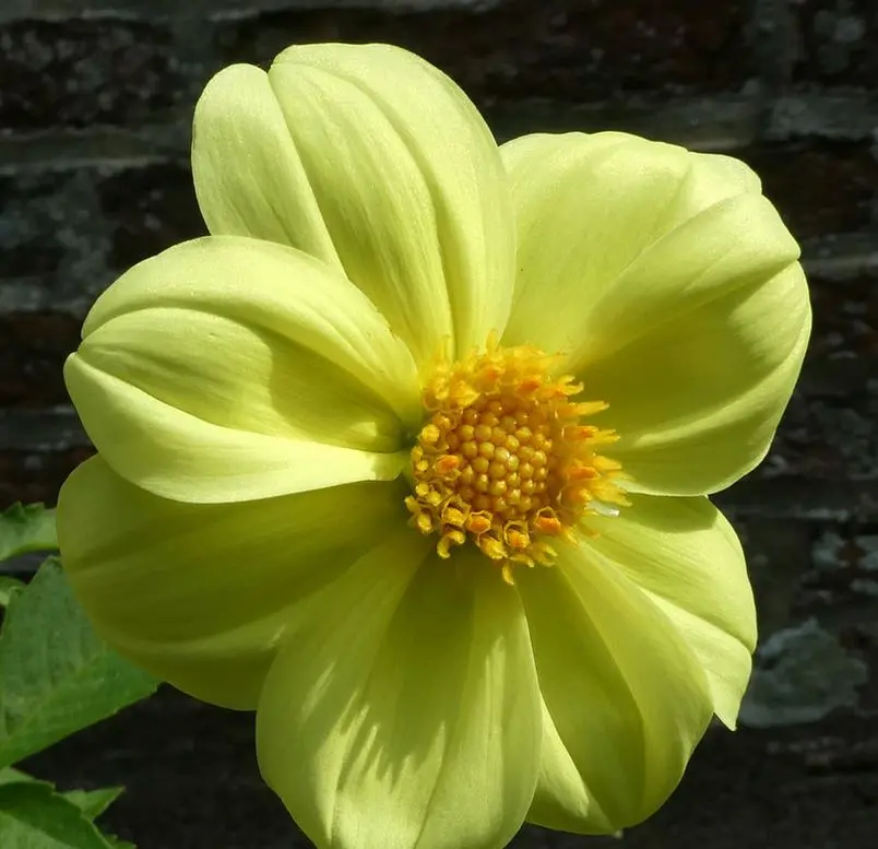 Dahlia Yellow Sneezy Tubers