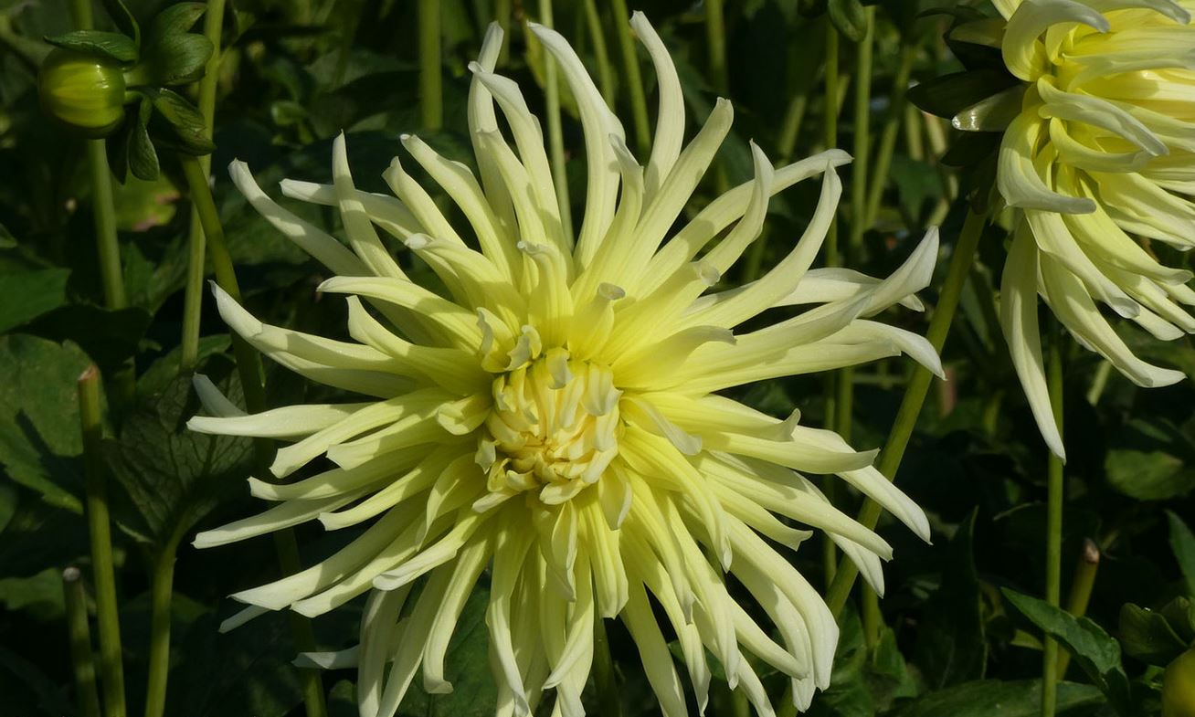 Dahlia Yellow Star Tubers