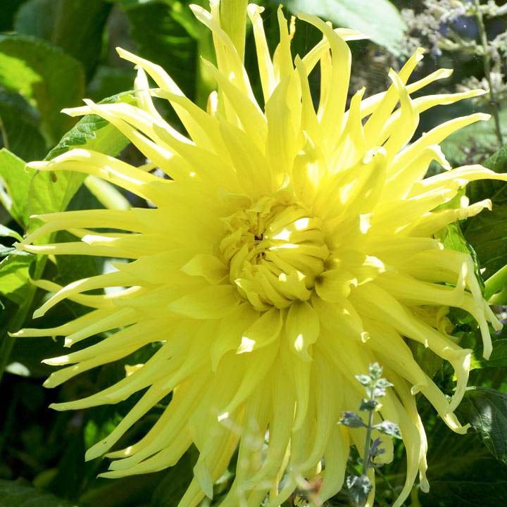 Dahlia Yellow Star Tubers