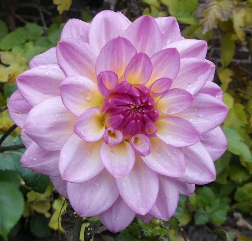 Dahlia Zingaro Tubers