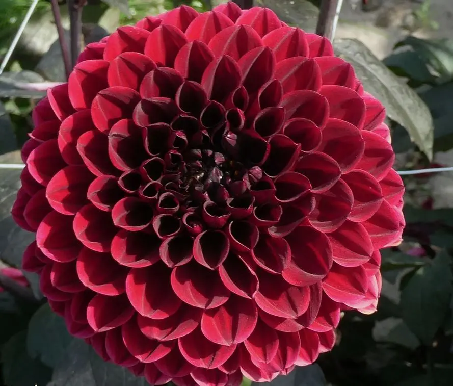 Dahlia Ziva Tubers
