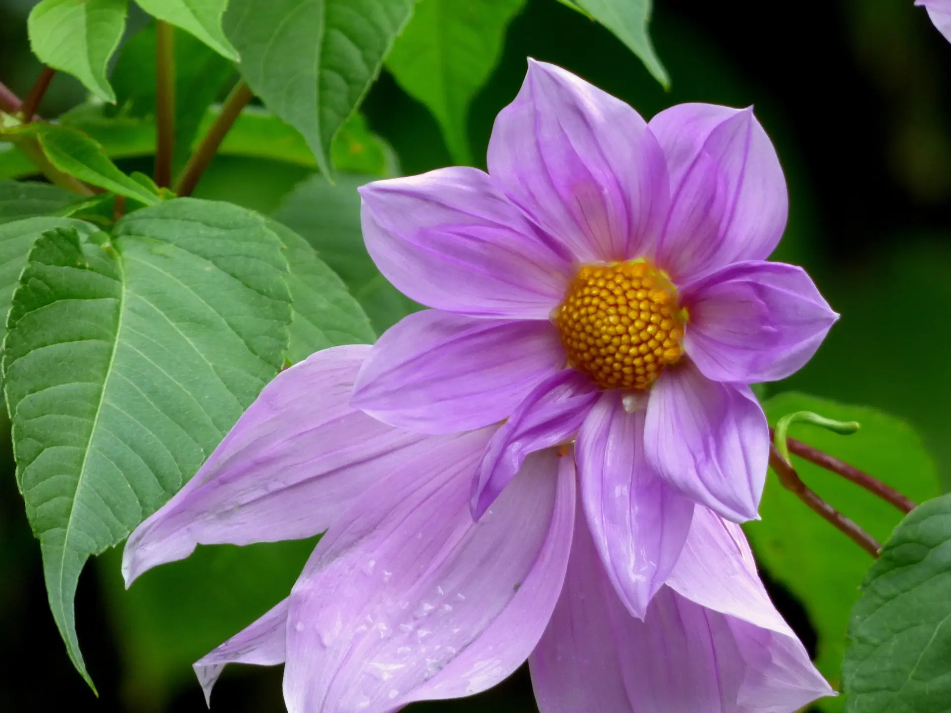 Dahlia imperialis Tubers