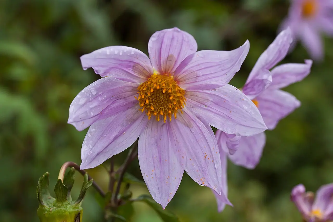 Dahlia imperialis Tubers