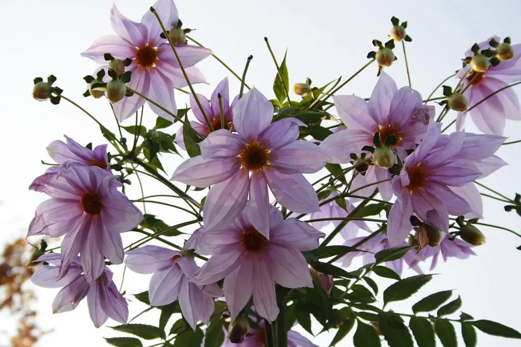 Dahlia imperialis Tubers