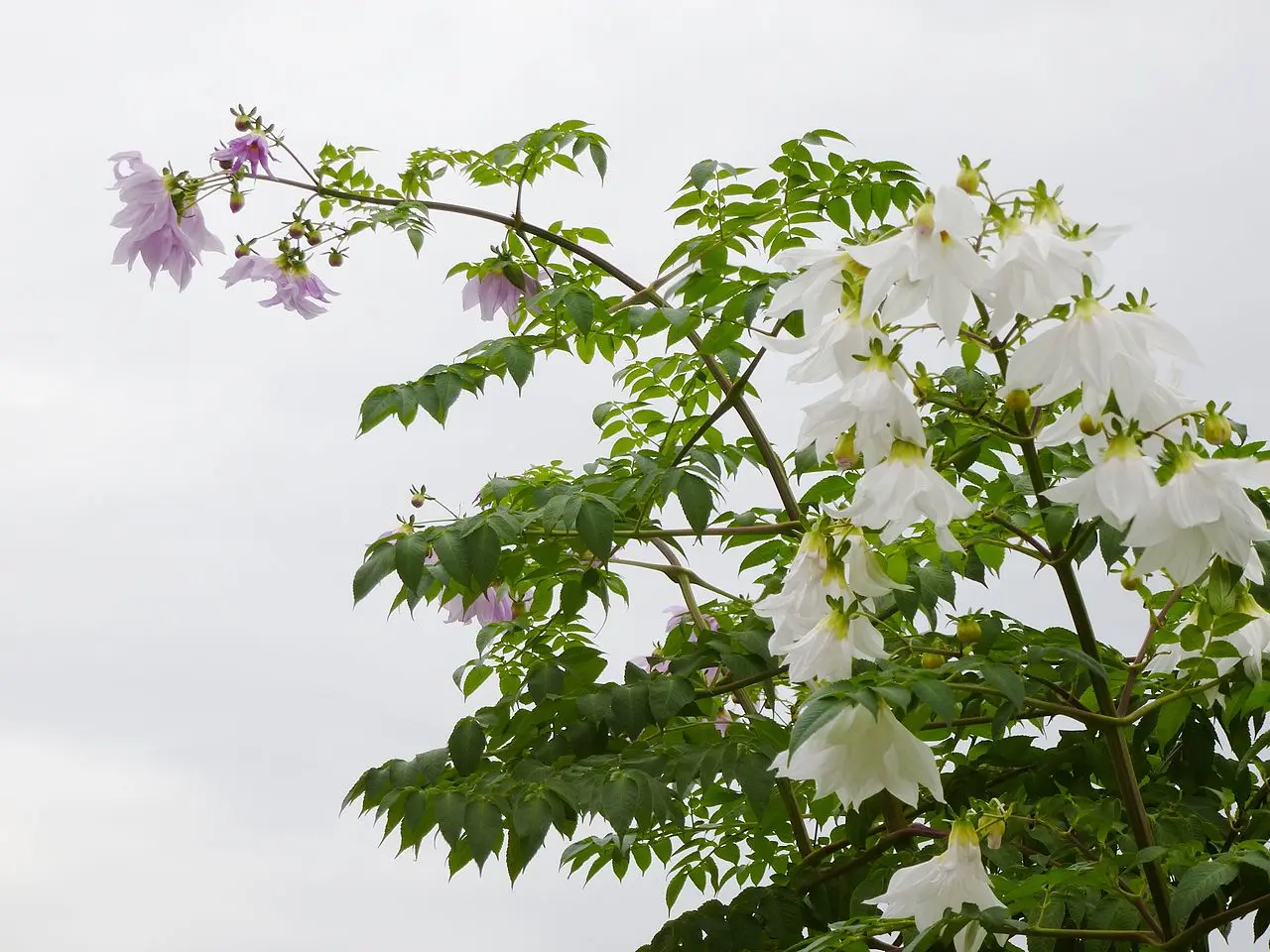 Dahlia imperialis Alba Tubers