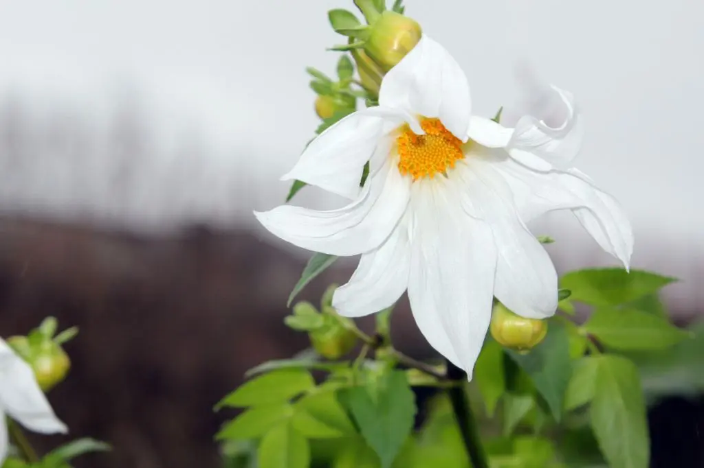 Dahlia imperialis Alba Tubers