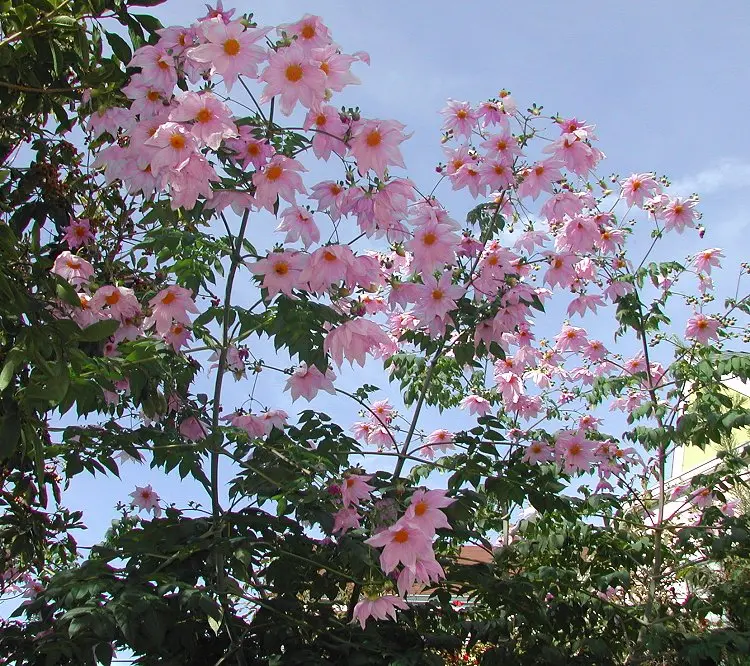 Dahlia imperialis Tubers