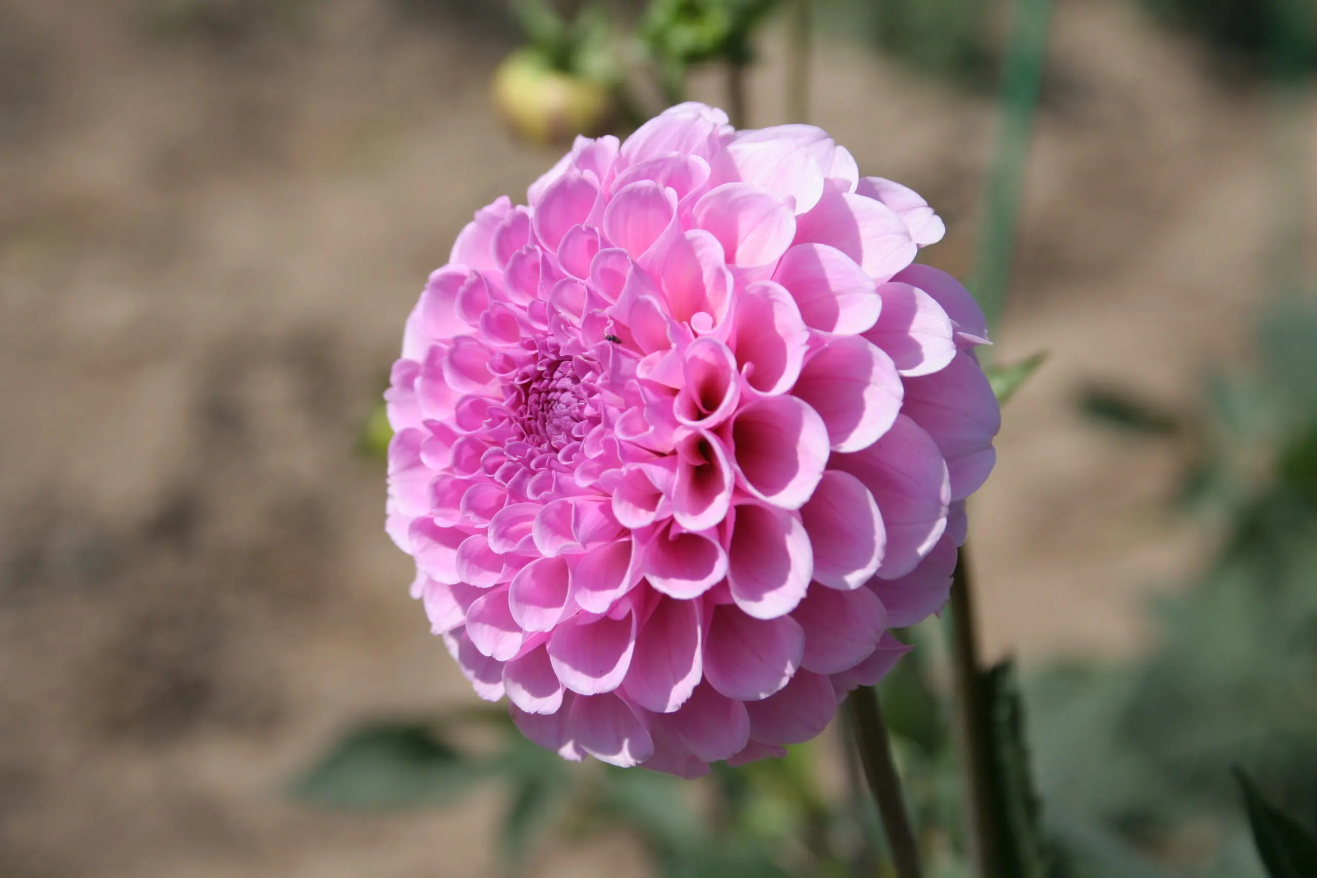 Dahlia Stolze von Berlin