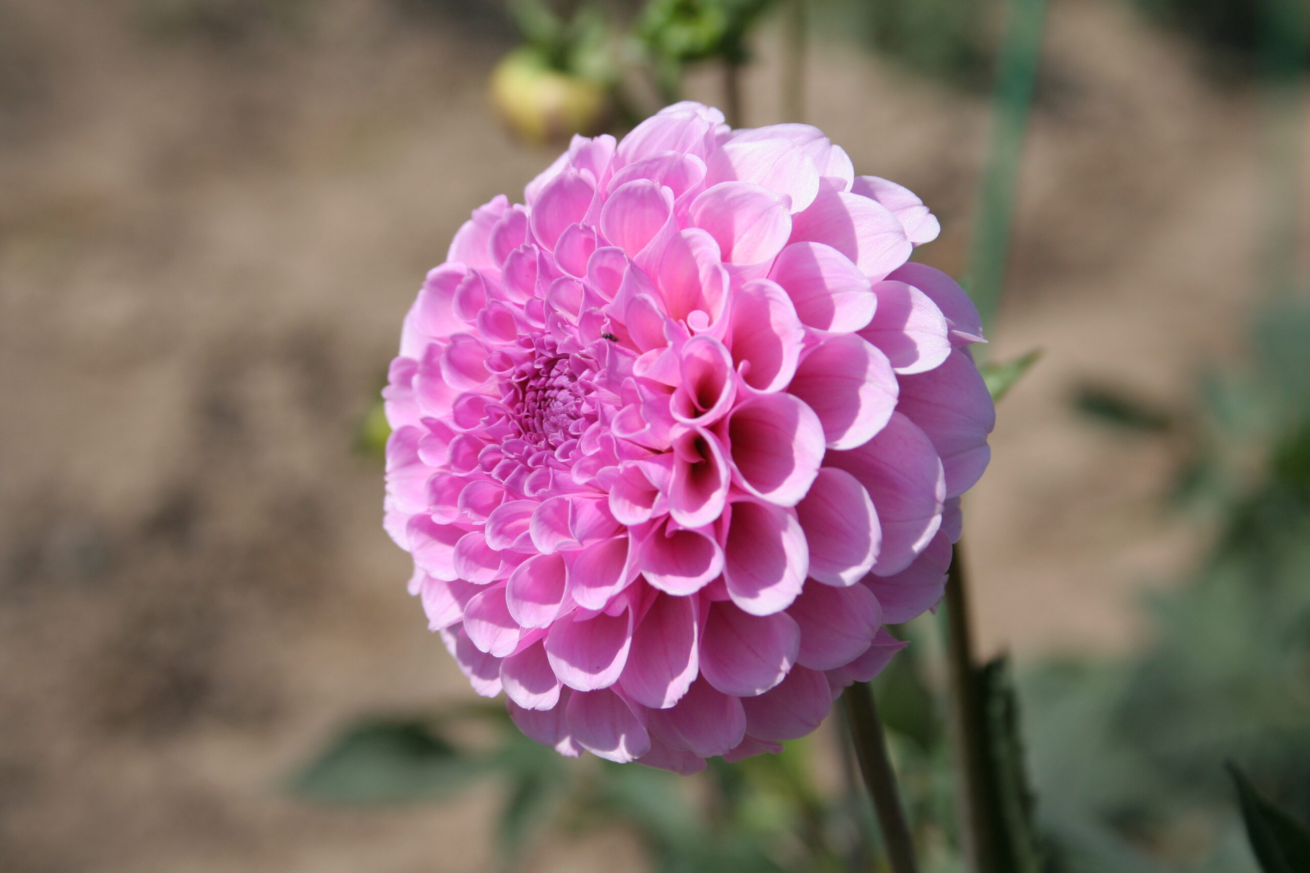 Dahlia Stolze von Berlin