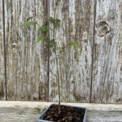 Japanese Elm - Zelkova serrata