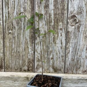 繁栄の木 Artfully cultivated bonsai starter trees from Yarrow Gardens