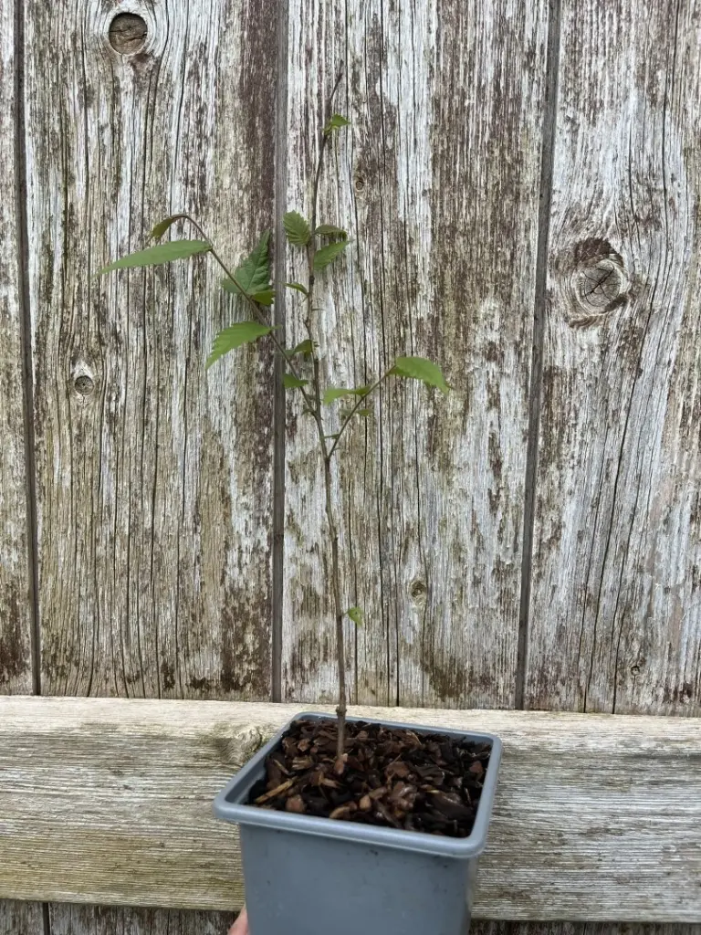 Japanese Elm - Zelkova serrata