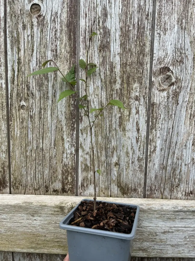 Japanese Elm - Zelkova serrata