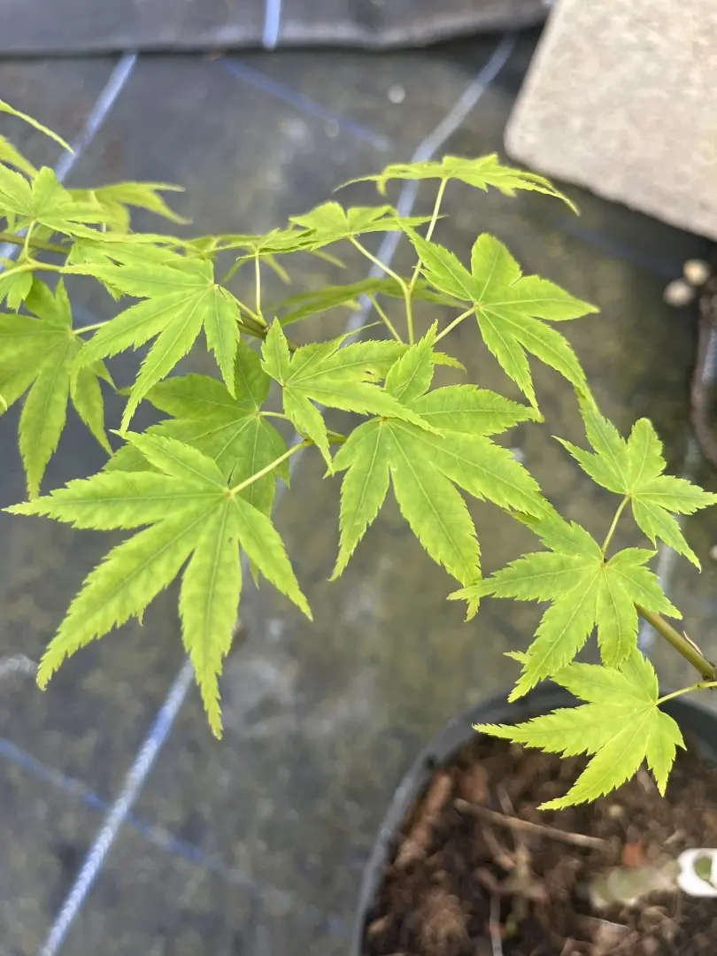 Japanese Maple Acer 'Aoyagi'