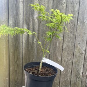 Japanese Maple Acer 'Aoyagi'
