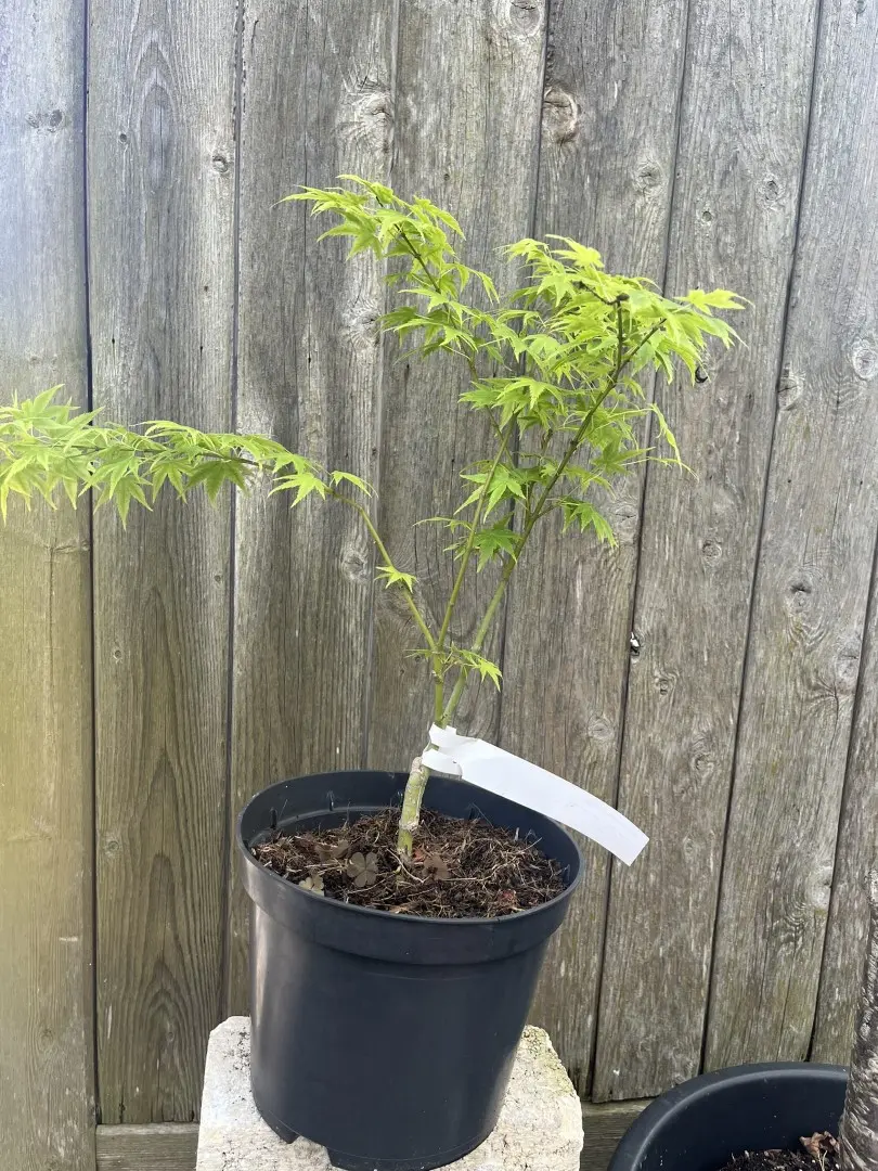 Japanese Maple Acer 'Aoyagi'
