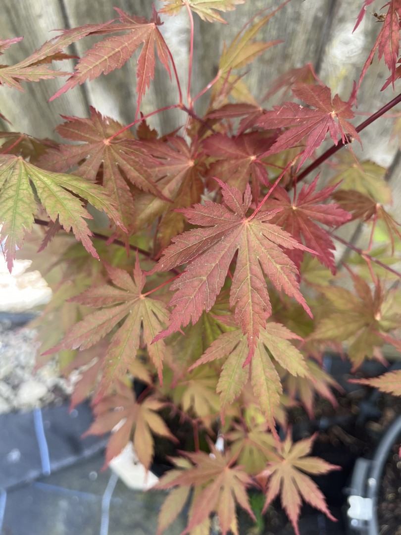 Japanese Maple Acer 'Ariadne'