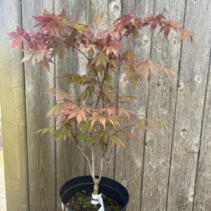 Japanese Maple Acer 'Ariadne'