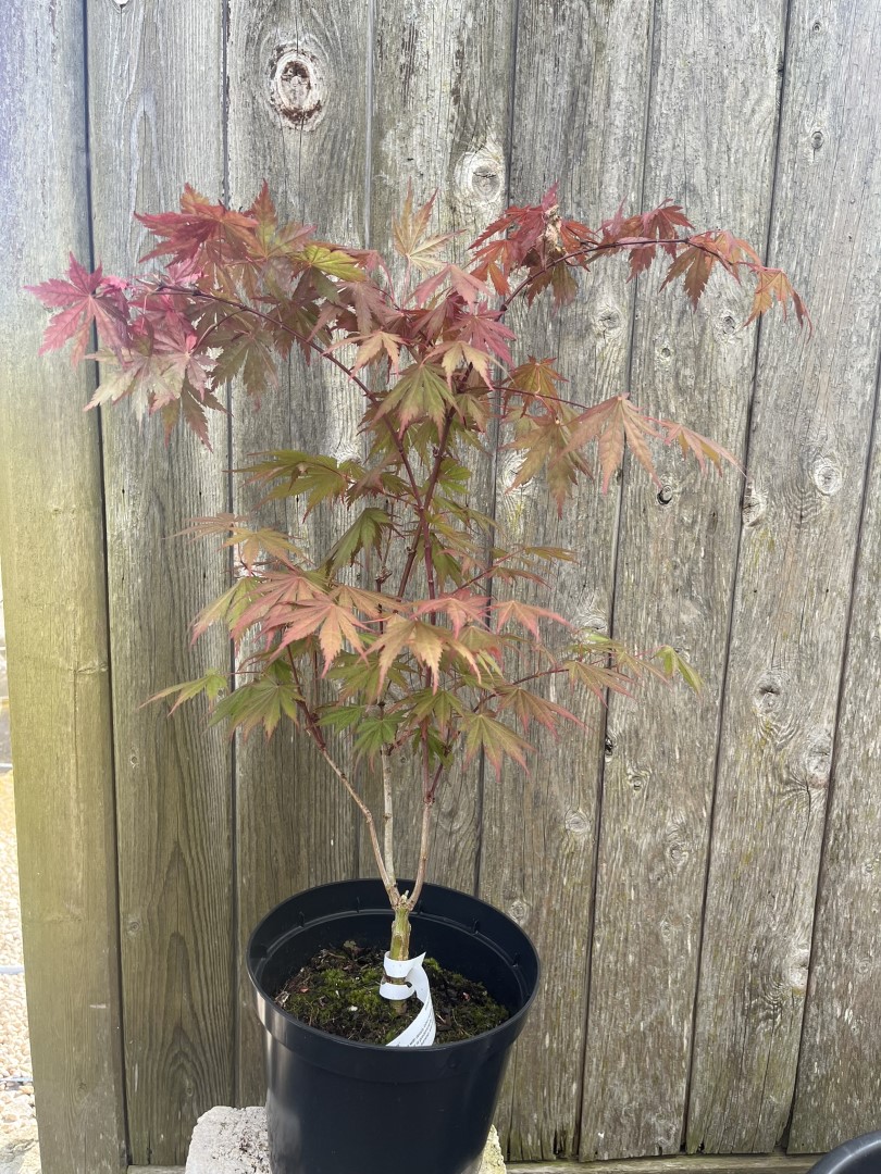Japanese Maple Acer 'Ariadne'