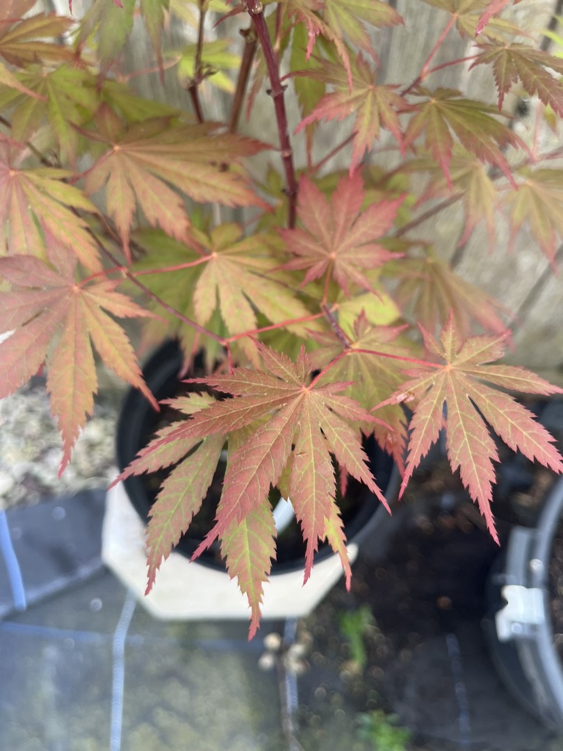Japanese Maple Acer 'Ariadne'