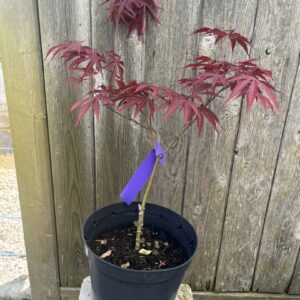 Japanese Maple Acer 'Beni Kagami'