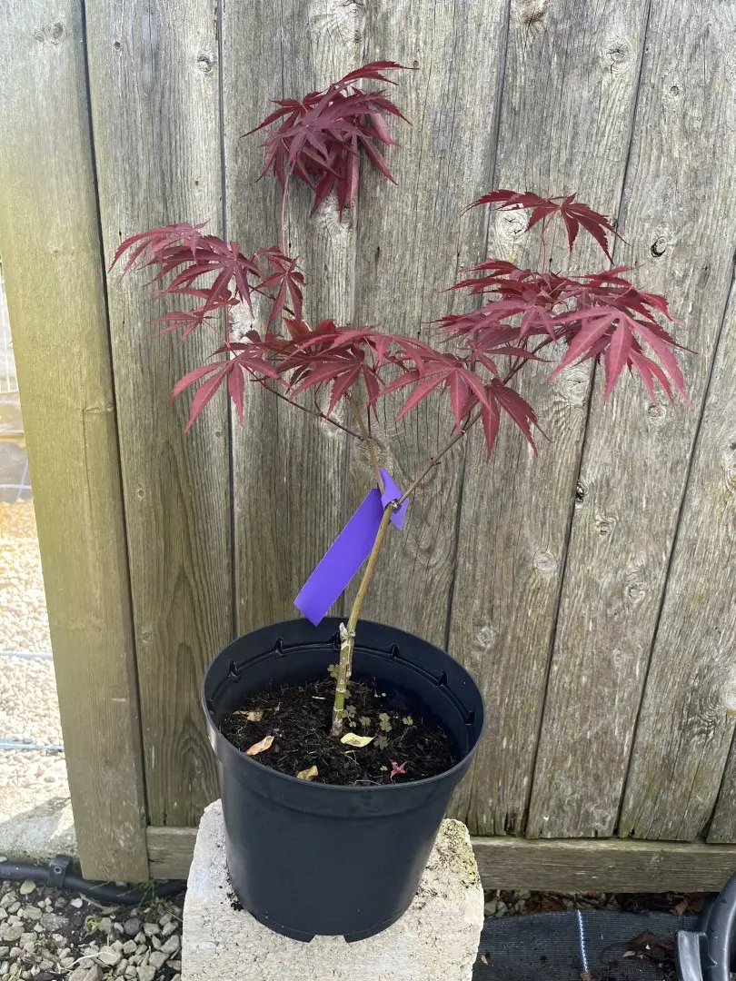 Japanese Maple Acer 'Beni Kagami'