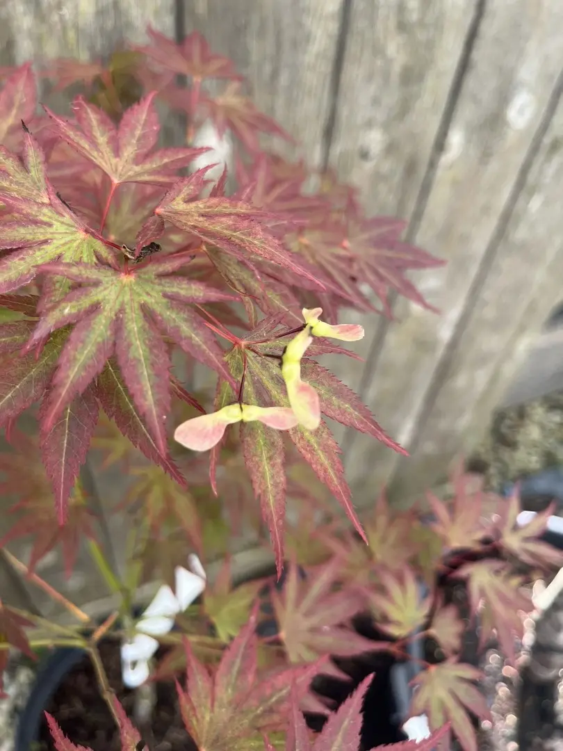 Japanese Maple Acer 'Beni Sazanami'