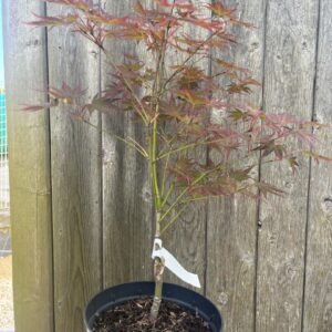 Japanese Maple Acer 'Beni Sazanami'