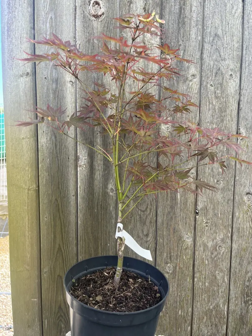 Japanese Maple Acer 'Beni Sazanami'
