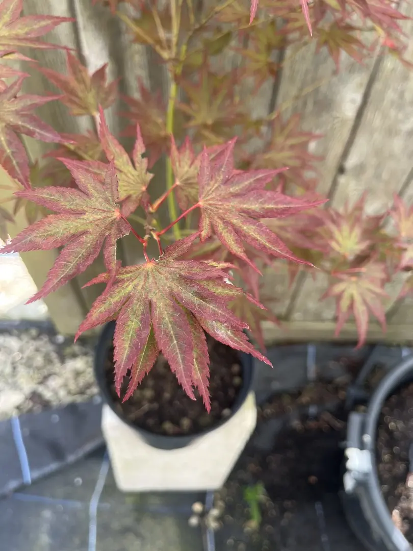 Japanese Maple Acer 'Beni Sazanami'