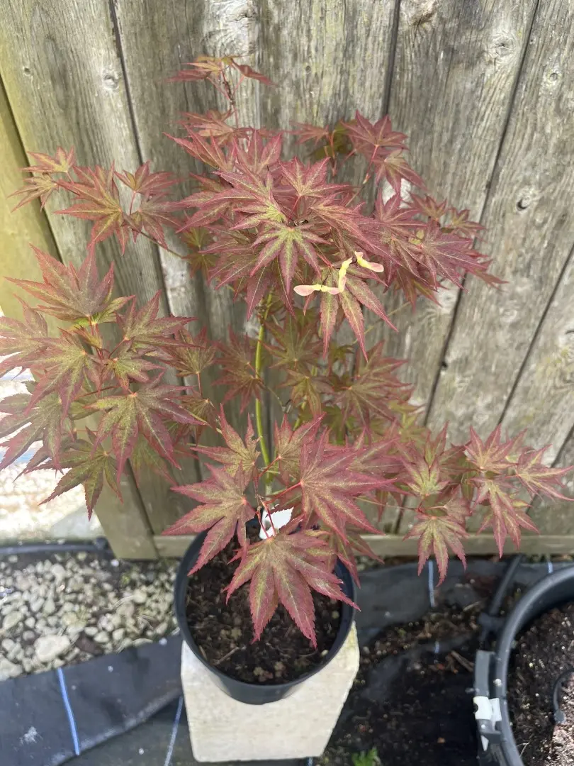 Japanese Maple Acer 'Beni Sazanami'
