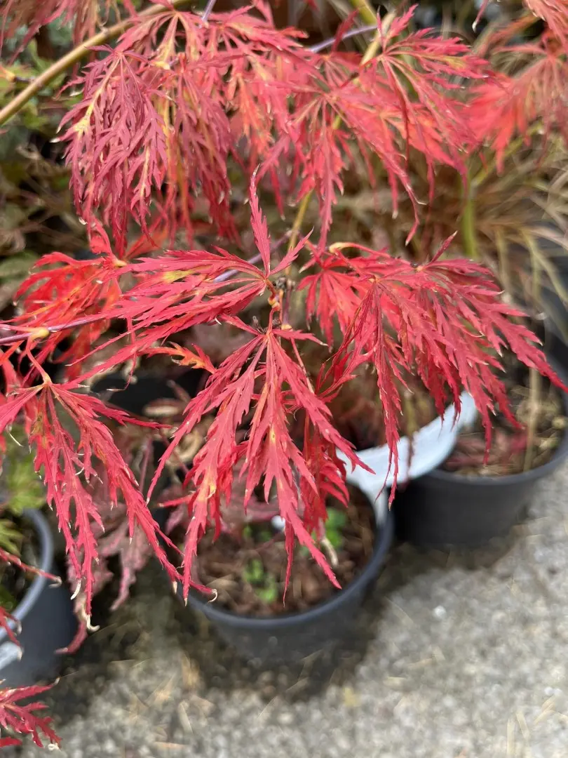 Japanese Maple Acer 'Dissectum Rubrifolium' 20/40cm (3L) - Image 9